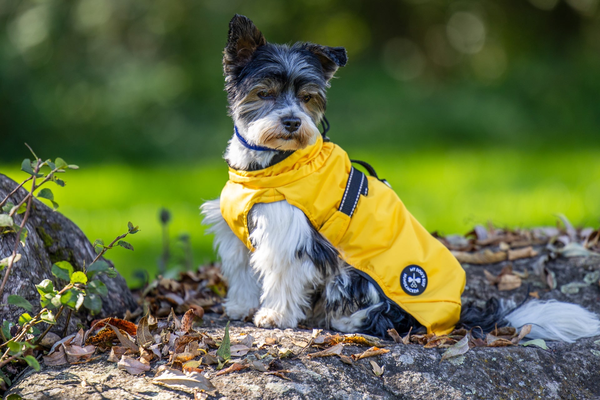 My dog's suit - Premium dog jackets - made in Germany!
